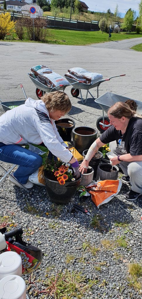 planting av blomster